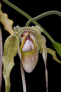 Phragmipedium Tall Tails Huntington's Tresses AM/AOS 80 pts. flower close up